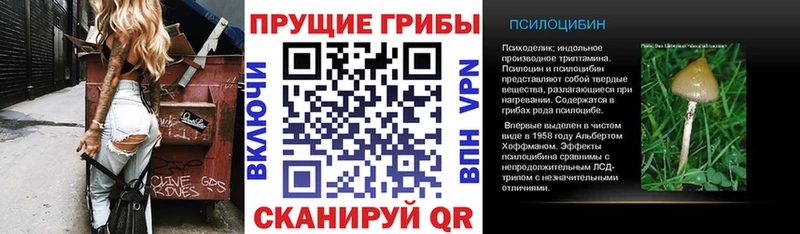Псилоцибиновые грибы Psilocybe  сколько стоит  Нальчик 
